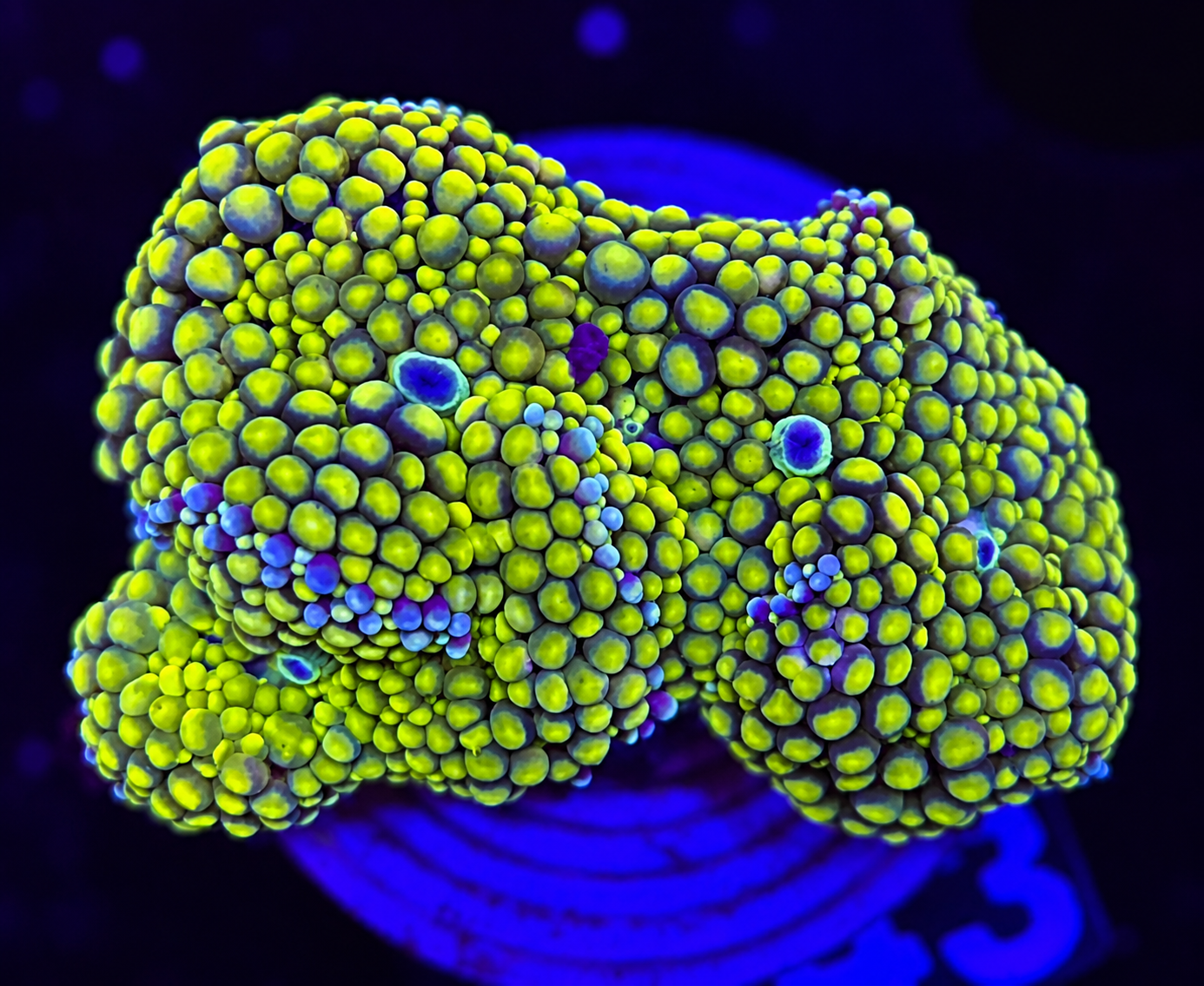 FMC Ricordea Florida Green