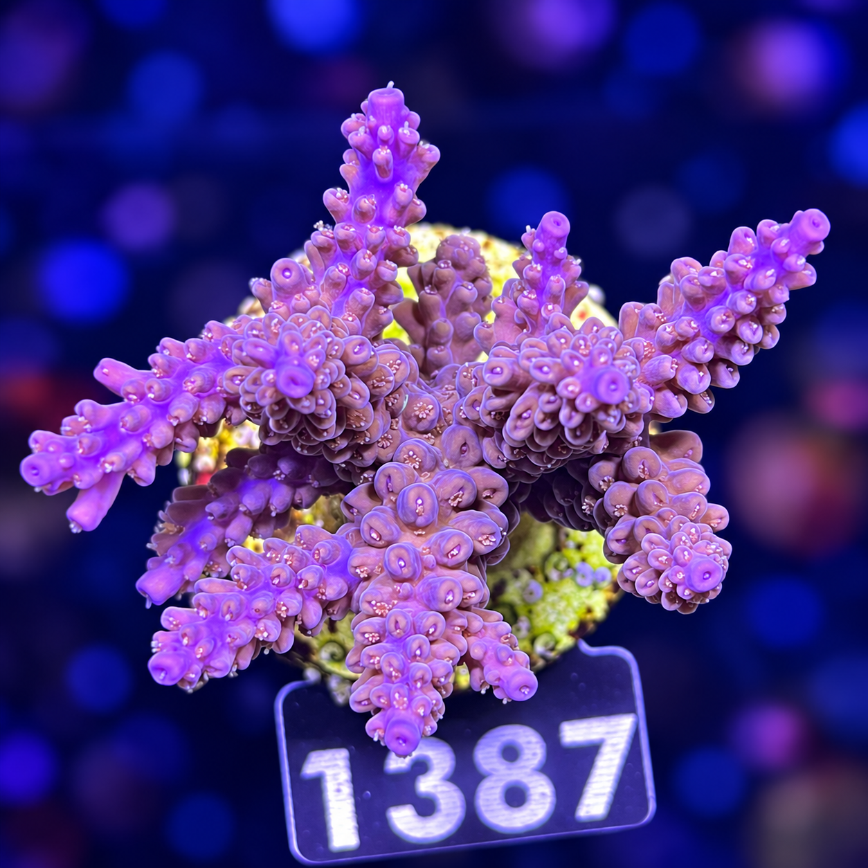 FMC Acropora sp.