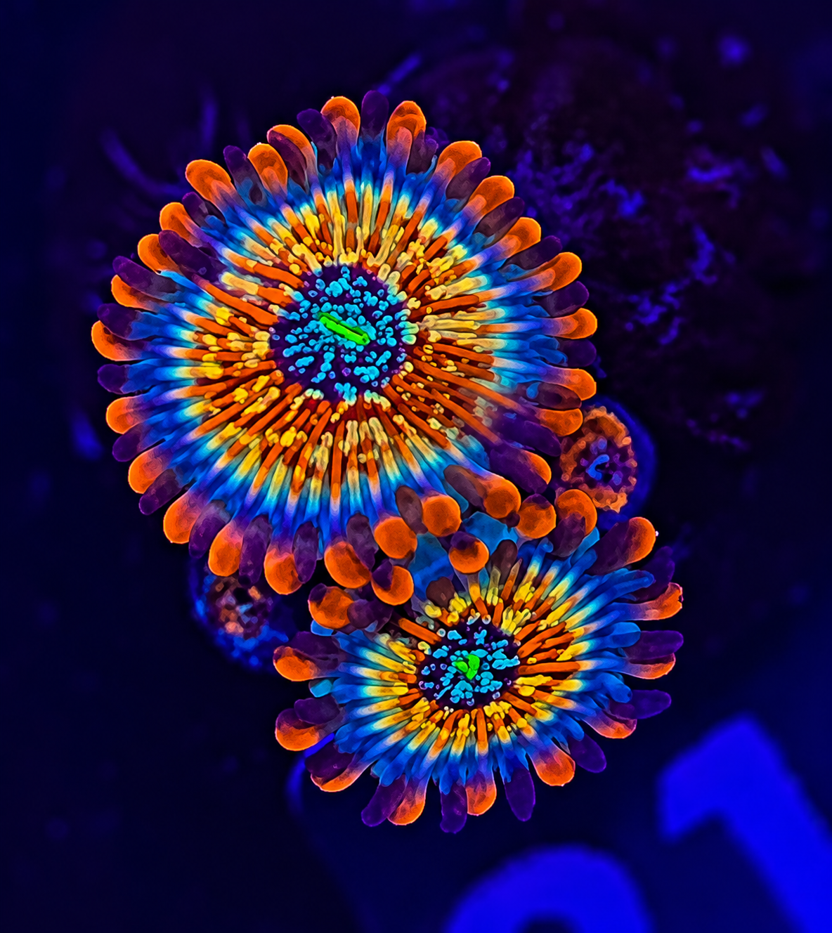 FMC Zoanthus Seduction