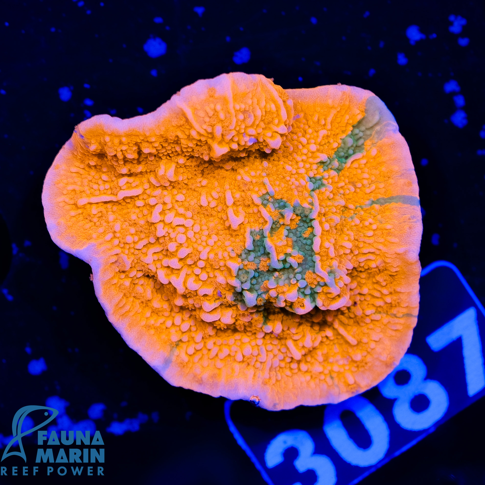 Fmc Devens Famous Inmates - xf20w4i