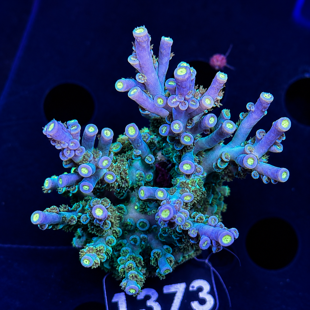 SciReef Acropora kenti Grade 1 Unique
