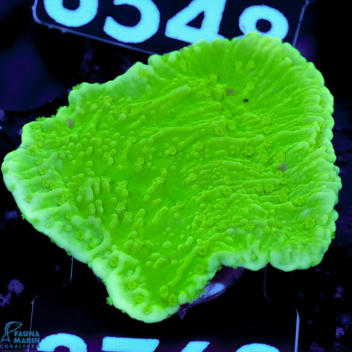 FMC Montipora Neon Green V
