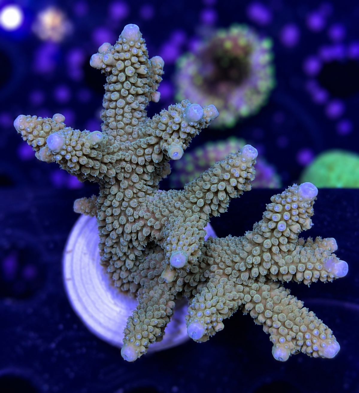 FMC Acropora loiseteae