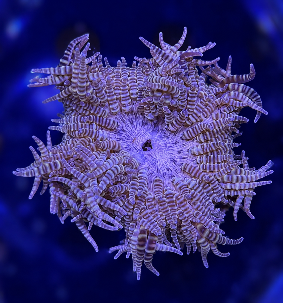FMC Heteractis aurora