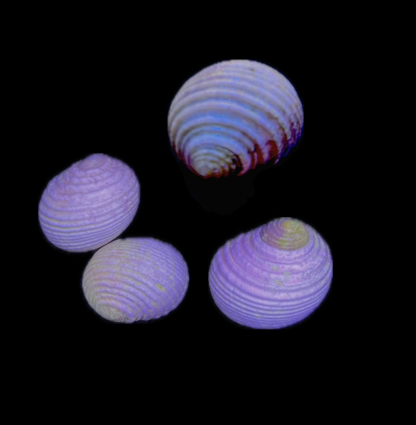 Nerita plicata - Falten Nerita