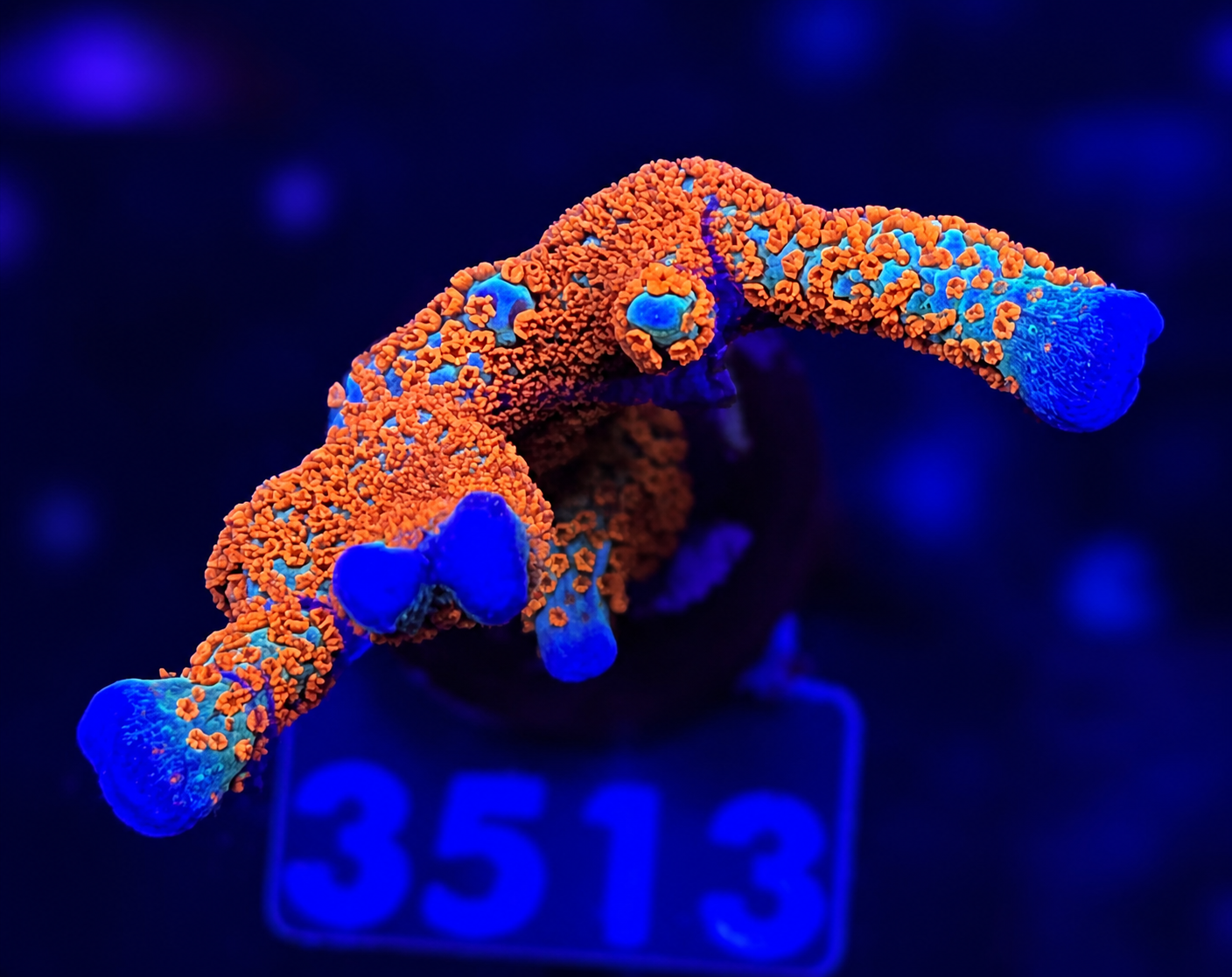 FMC Montipora digitata Bubble Gum