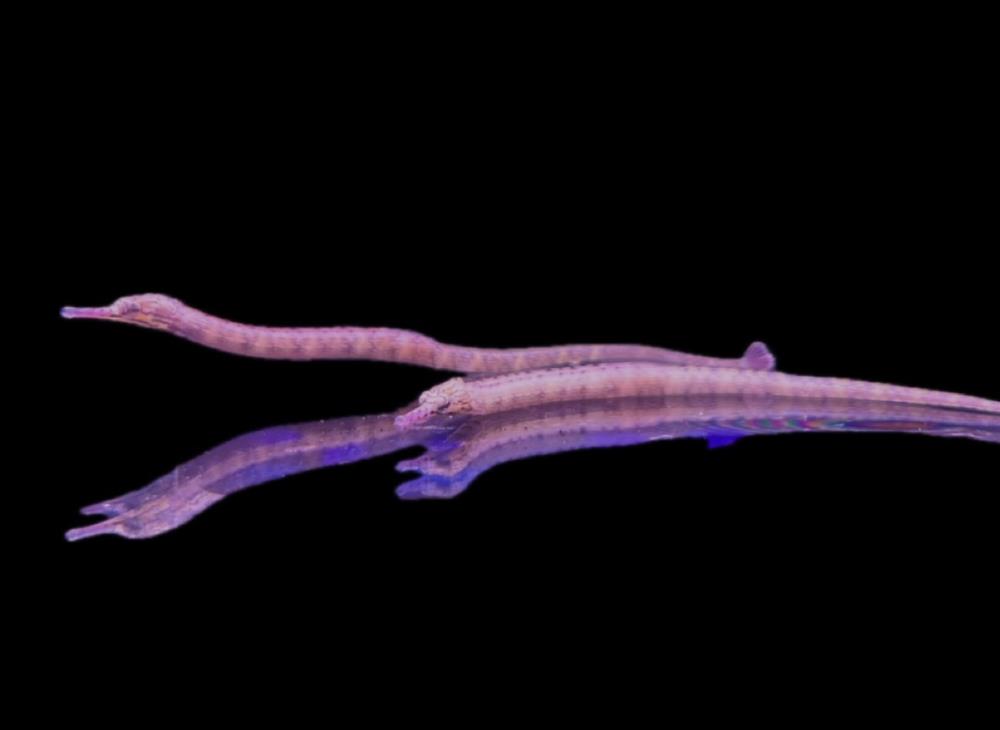 Corythoichthys intestinalis - Drachenkopf Seenadel 7-9 cm