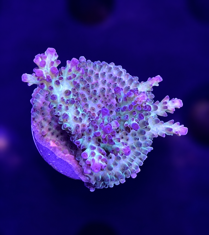 SciReef Acropora nasuta
