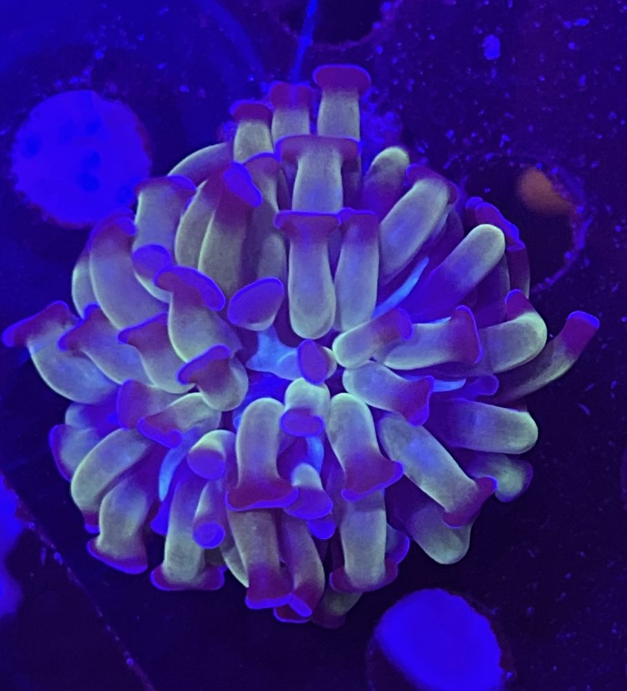 FMC Euphyllia paraancora green/purple 1 Polyp V