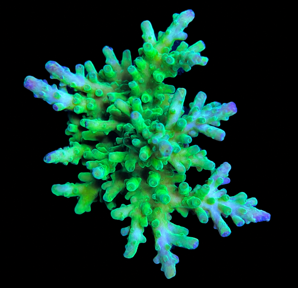 SciReef Acropora Austera Grade2 Twin