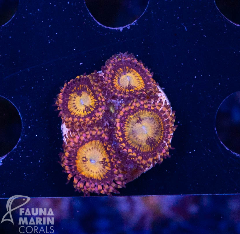 FMC Zoanthus Alien Antivenom 2-3 Polypen V
