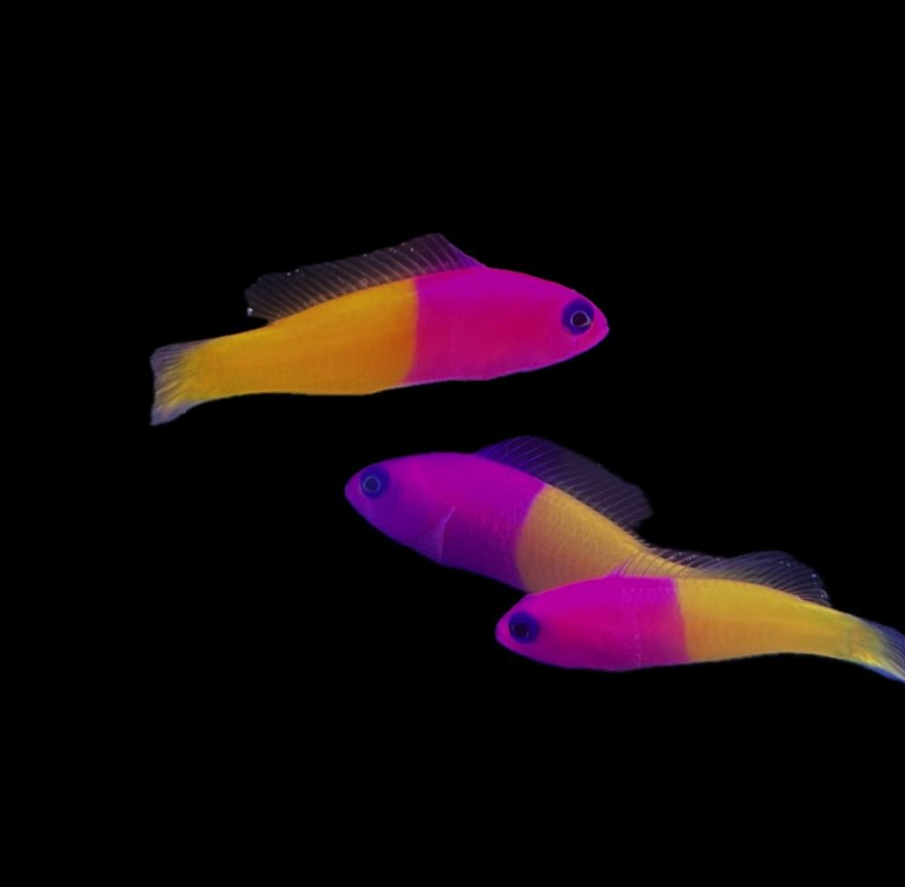 Pictichromis paccagnellae - Nymphen Zwergbarsch 4-6 cm