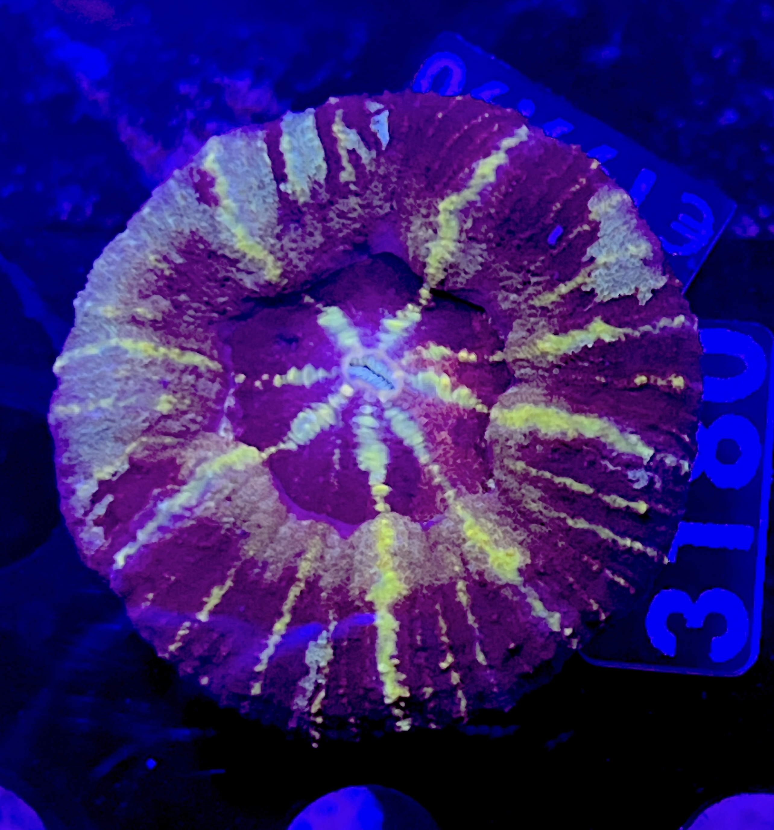 FMC Scolymia sp. button