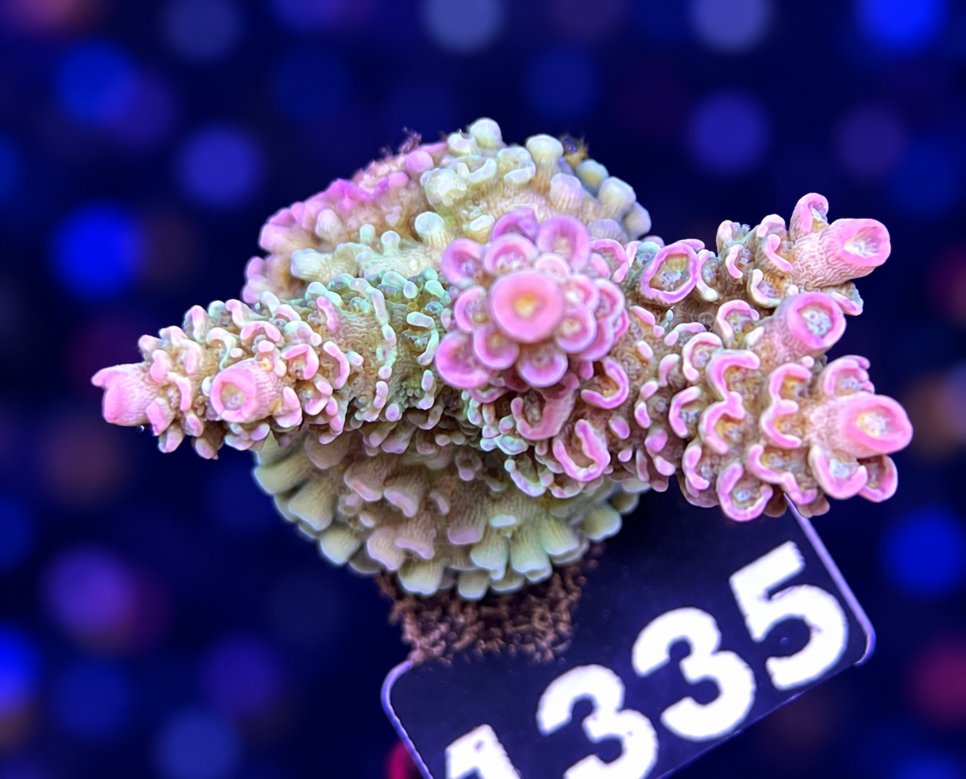 FMC Acropora tenuis Rose Garden