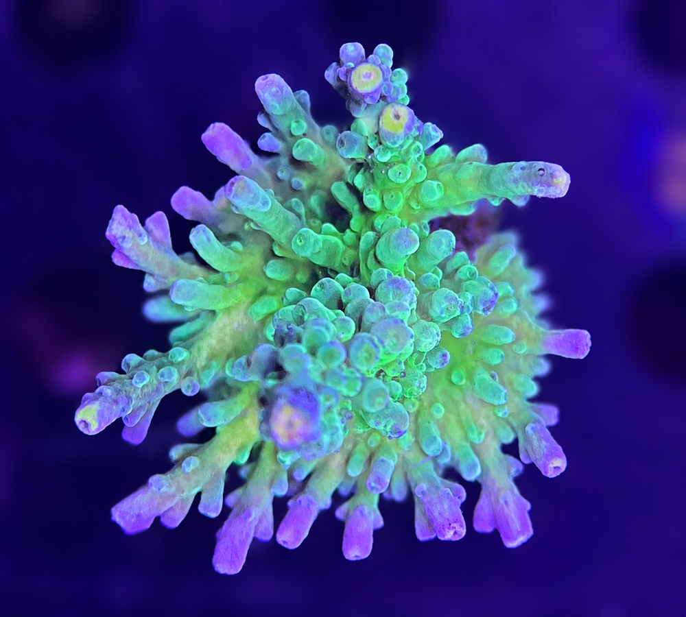 SciReef Acropora  Austera  Grade1  Twin