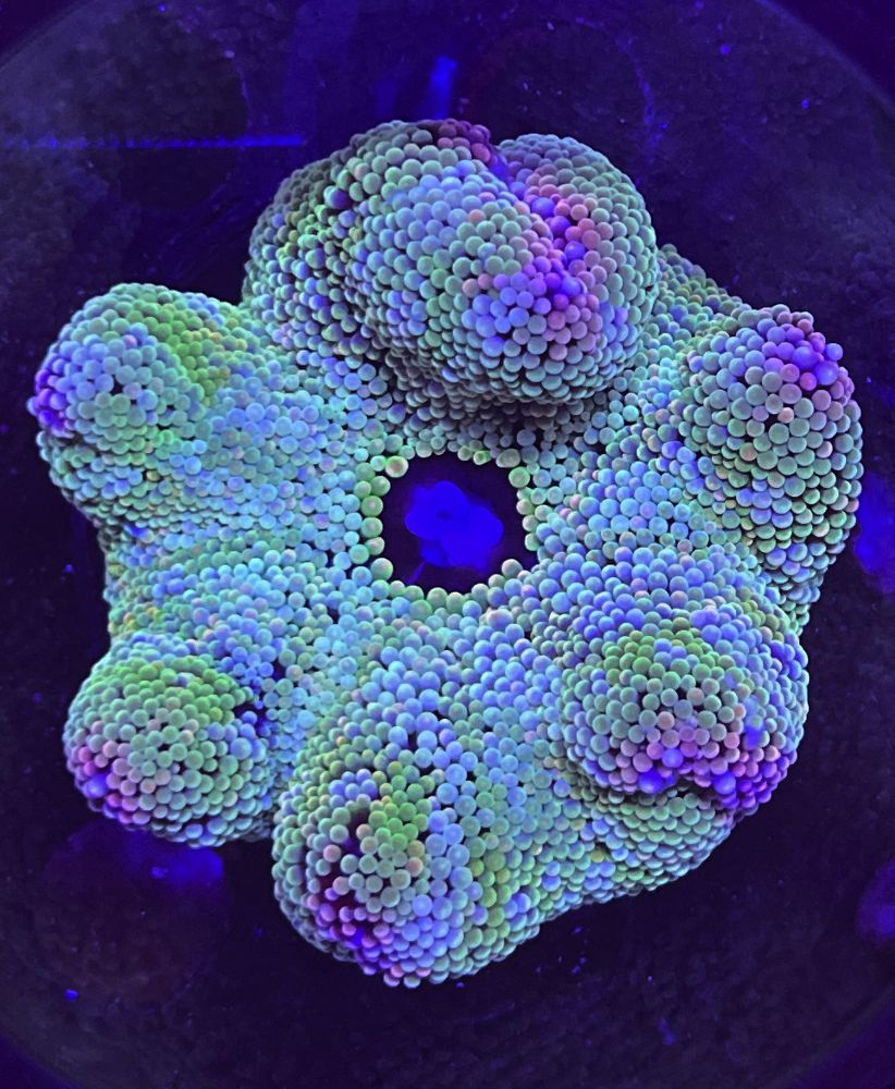 FMC Stichodactyla haddoni