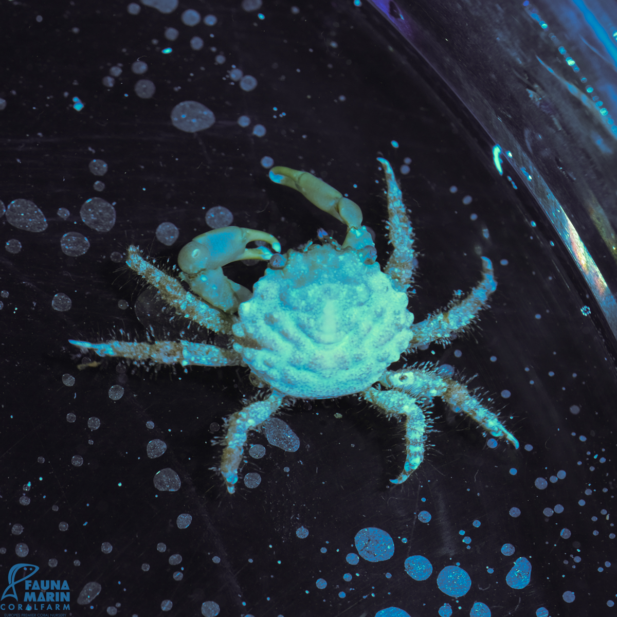 Mithraculus sculptus
