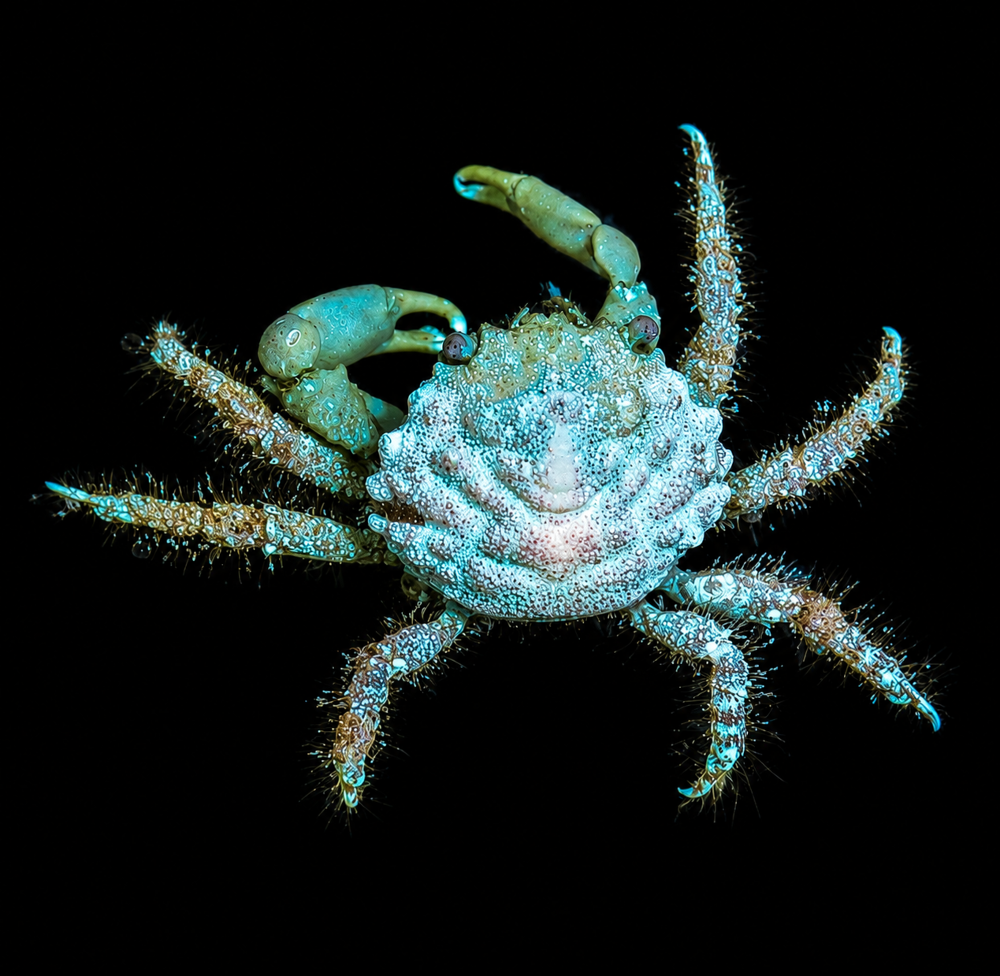 Mithraculus sculptus - Grüne Spinnenkrabbe