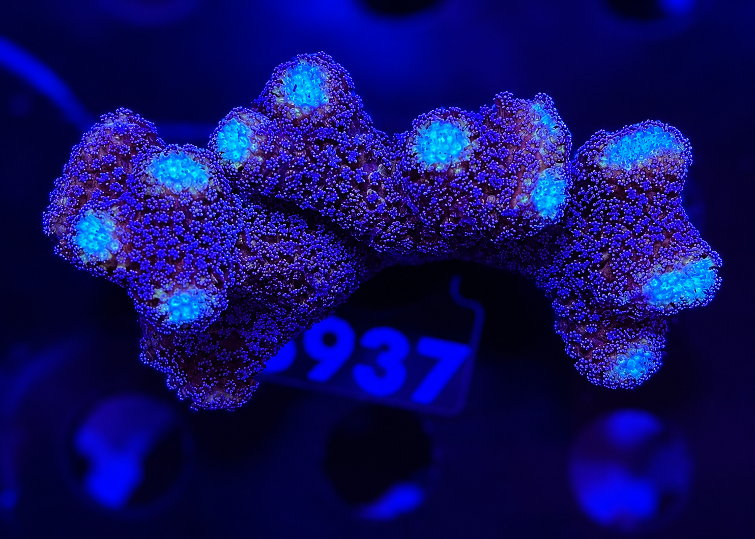 FMC Stylophora Milka