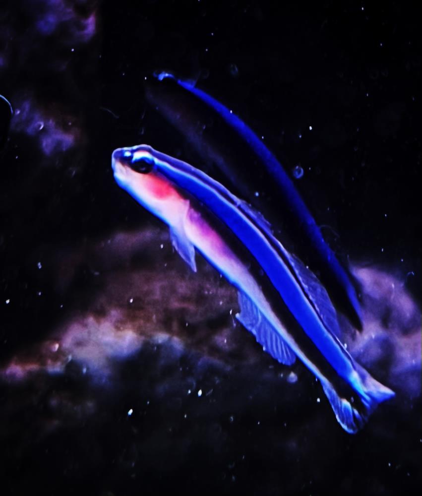 Elacatinus oceanops - Blaue Neonputzergrundel NZ