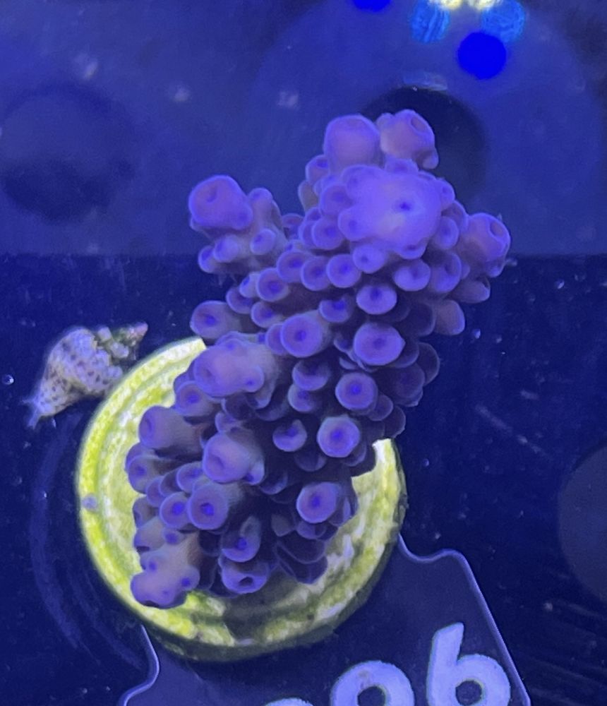 FMC Acropora formosa purple V
