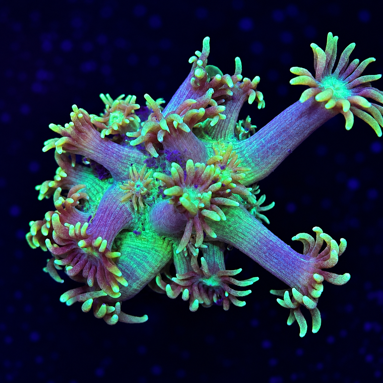 FMC Goniopora Green
