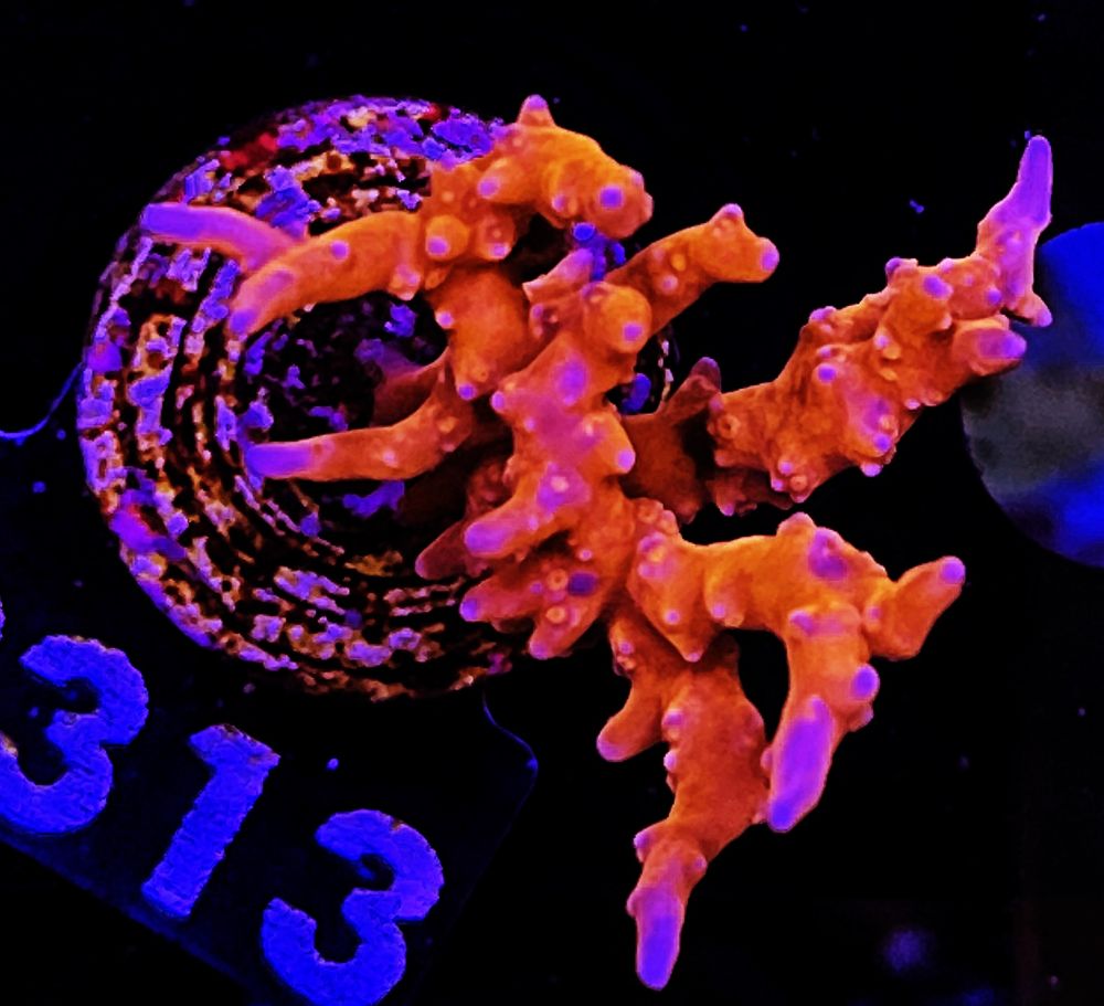 FMC Anacropora forbesi TNT