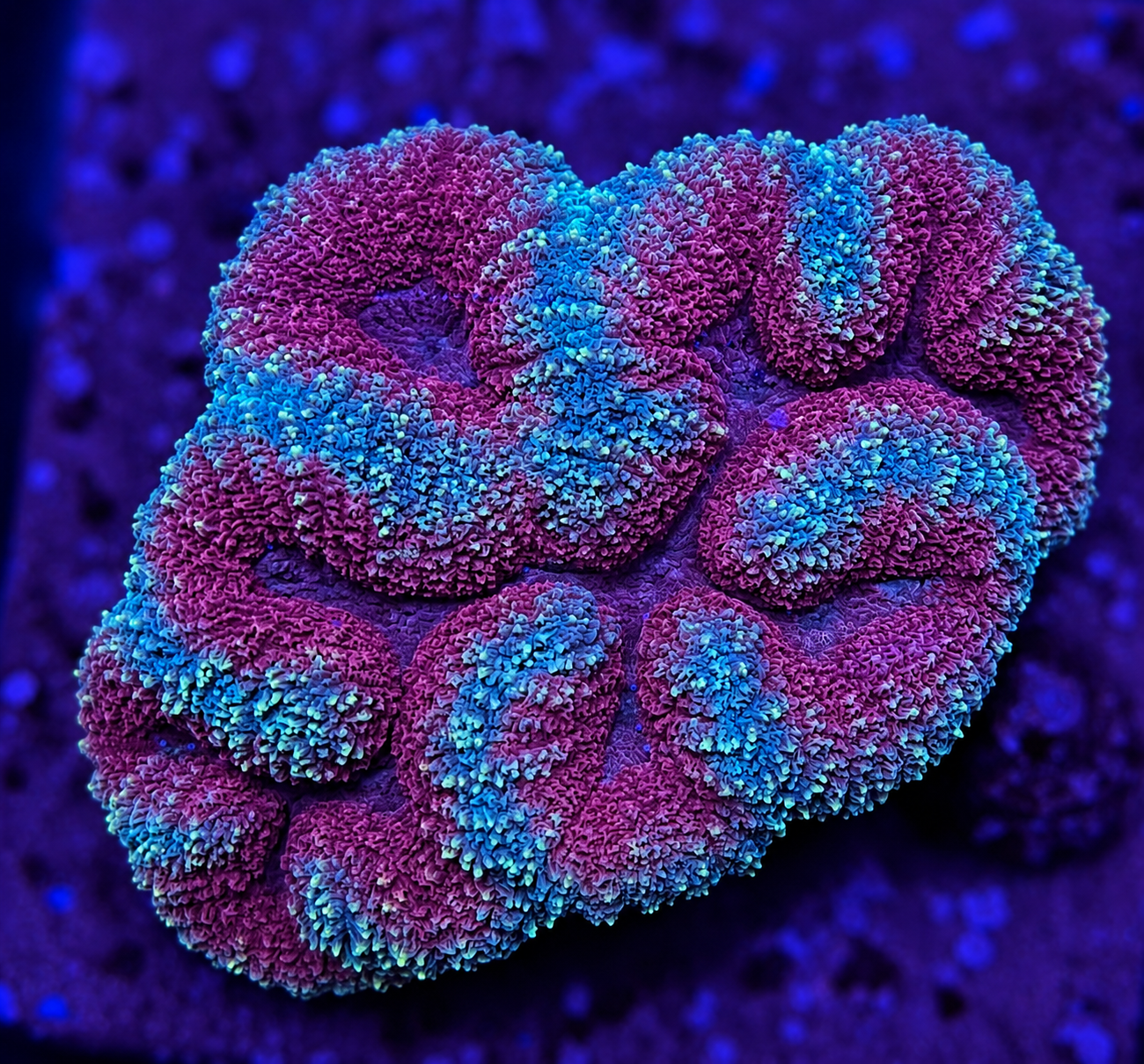FMC Symphyllia agarica