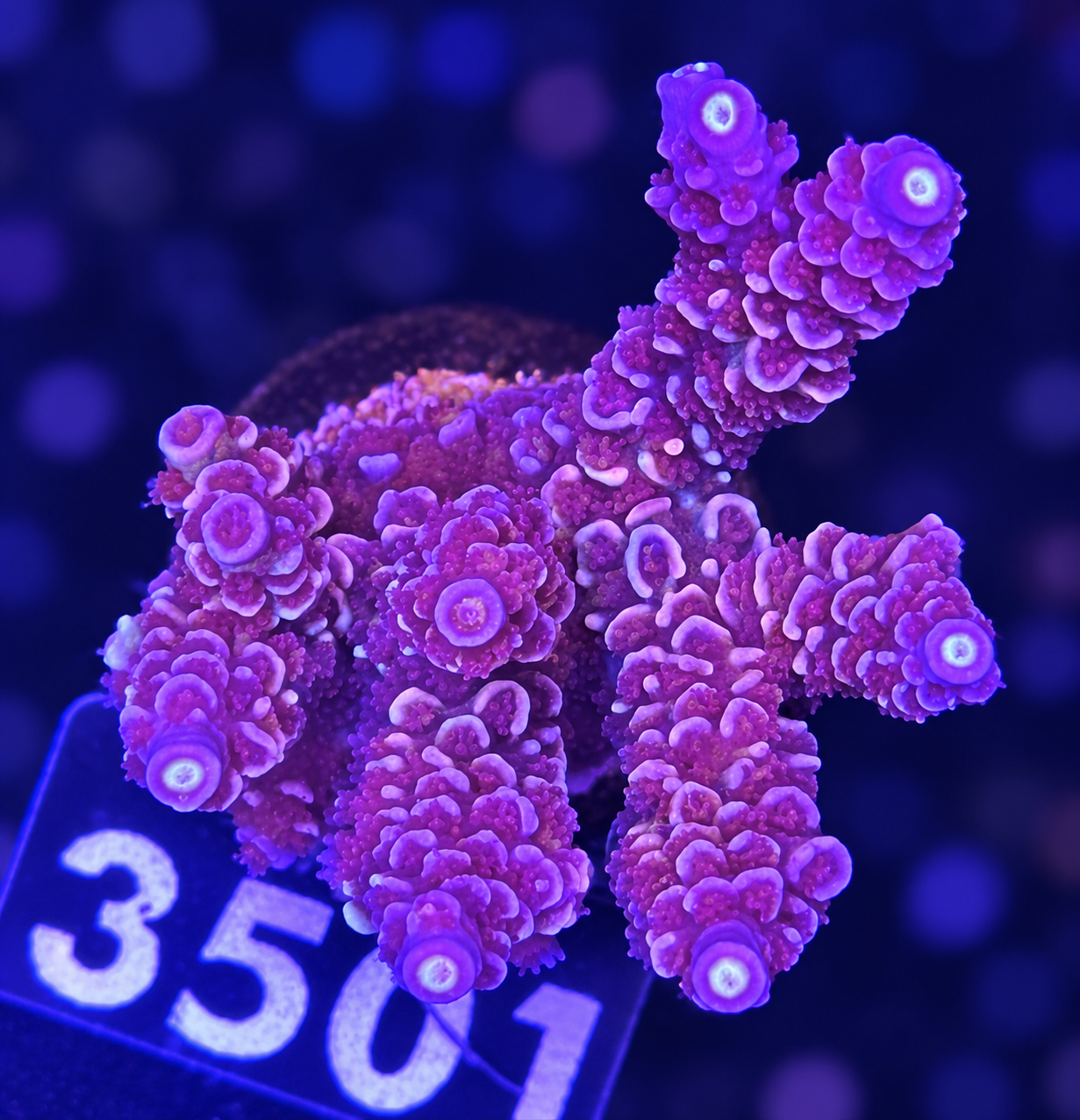 FMC Acropora tenuis