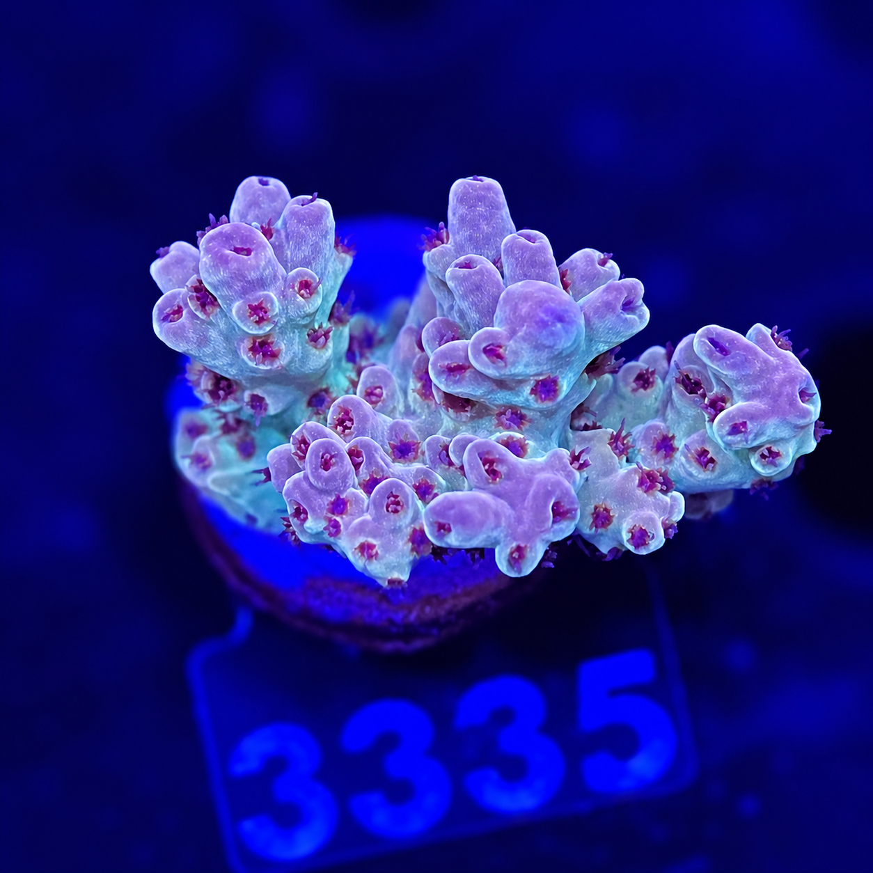 FMC Acropora sp