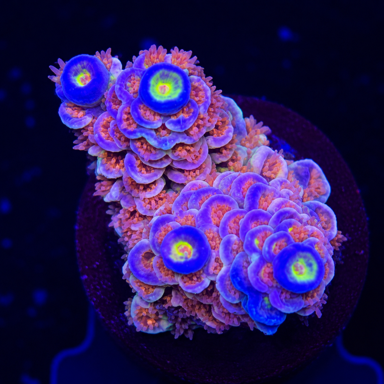 FMC Acropora tenuis Pink