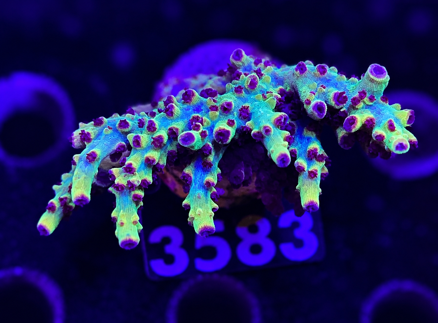 FMC Acropora rosetip