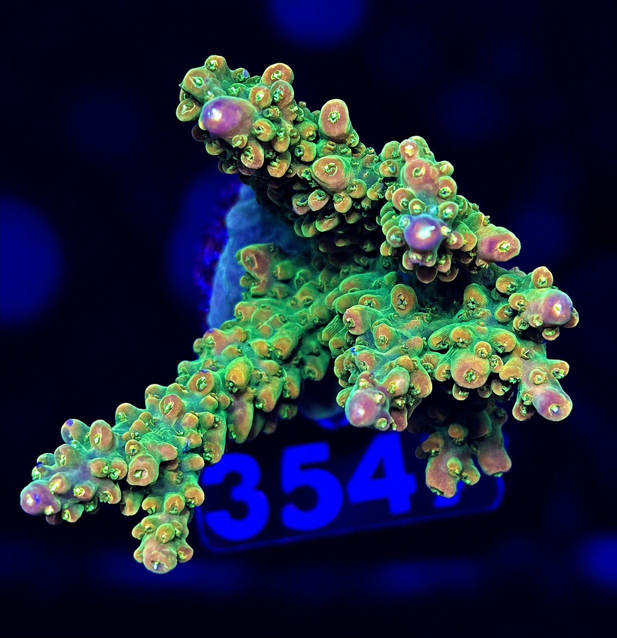 FMC Acropora Sour Patch