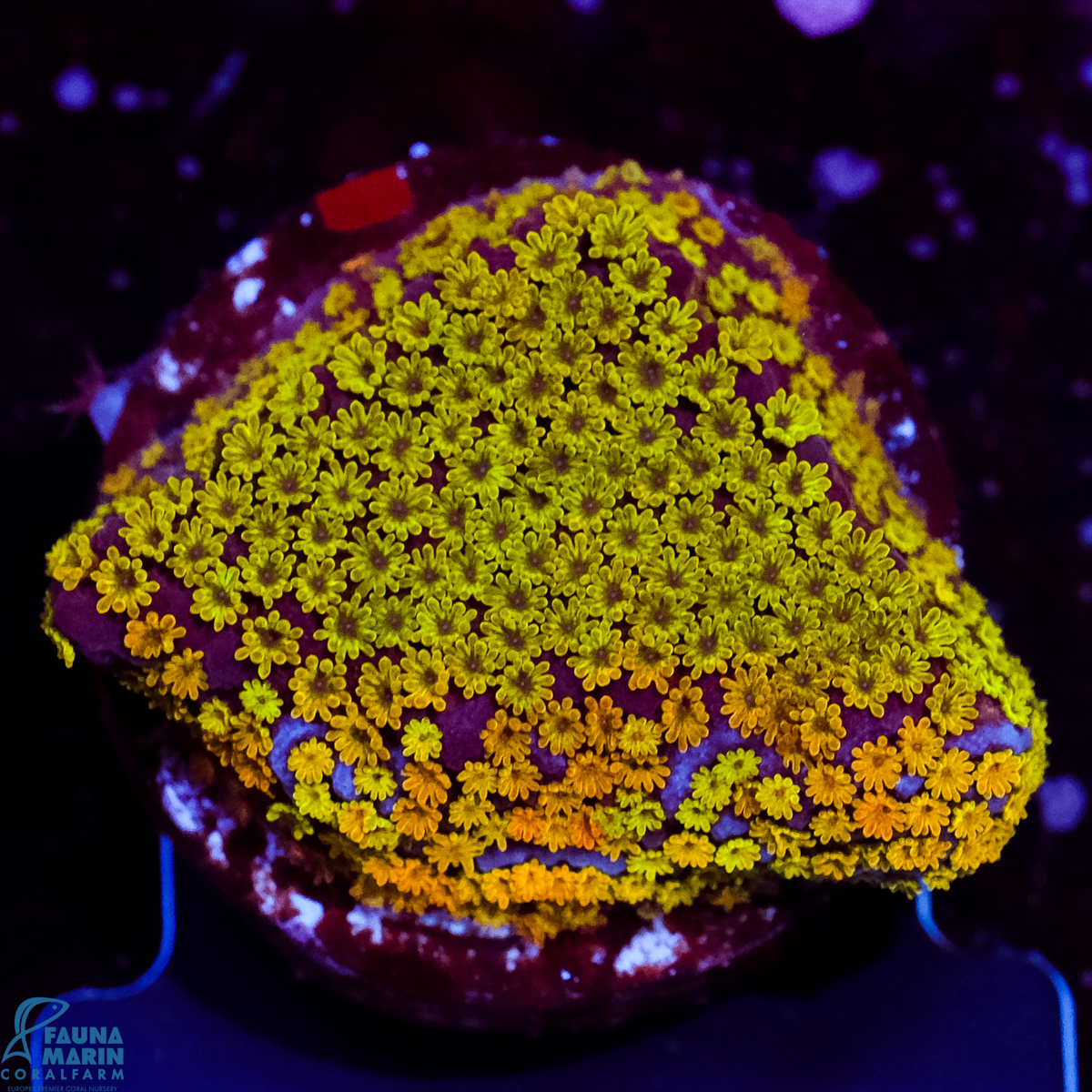 FMC Montipora Rainbow