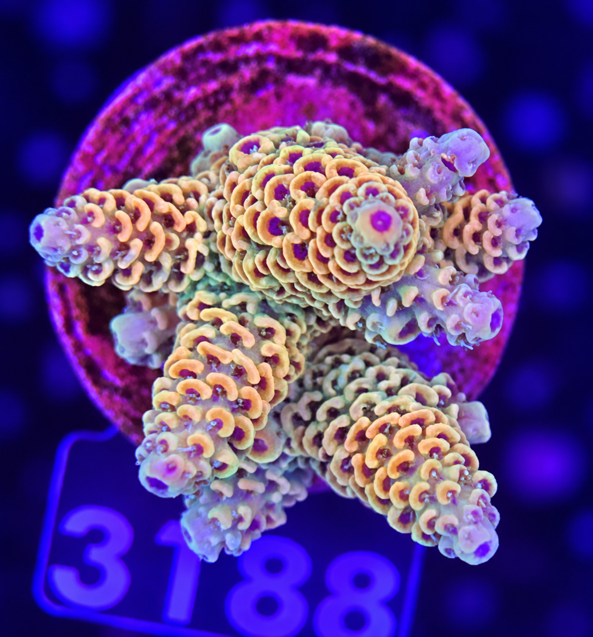 FMC Acropora millepora