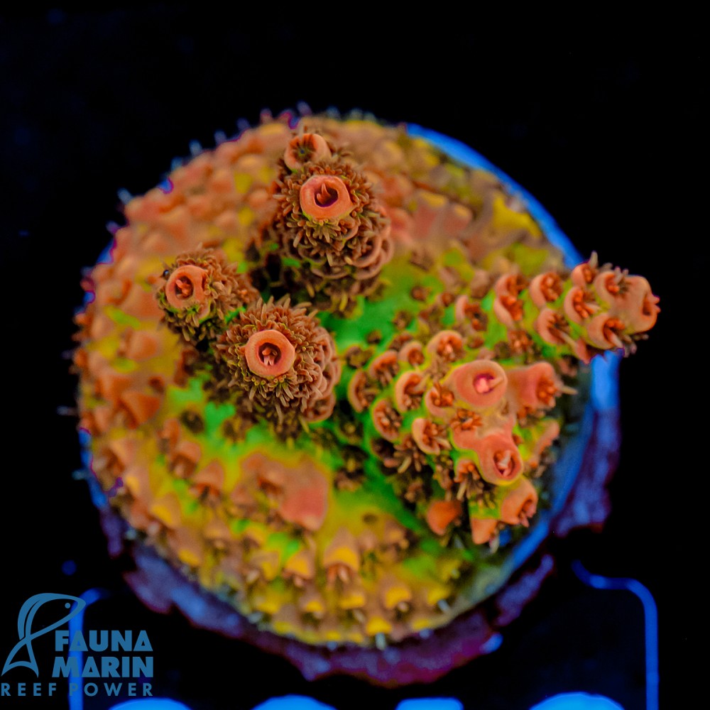 FMC Acropora hyacinthus Red Planet V