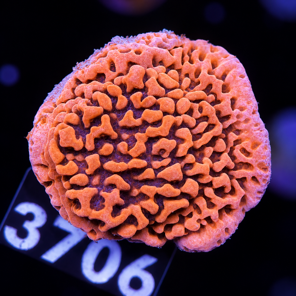 FMC Montipora Cherry Tree