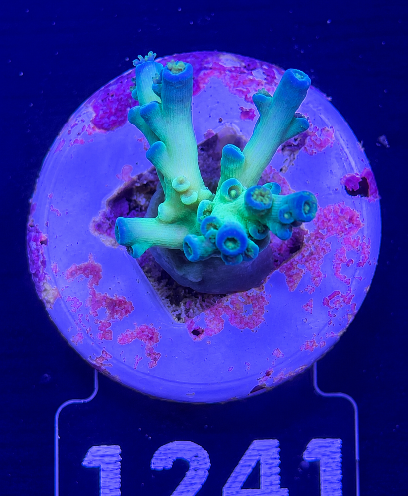 SciReef Acropora tenuis TWIN Grade 2 "Ice Fire"