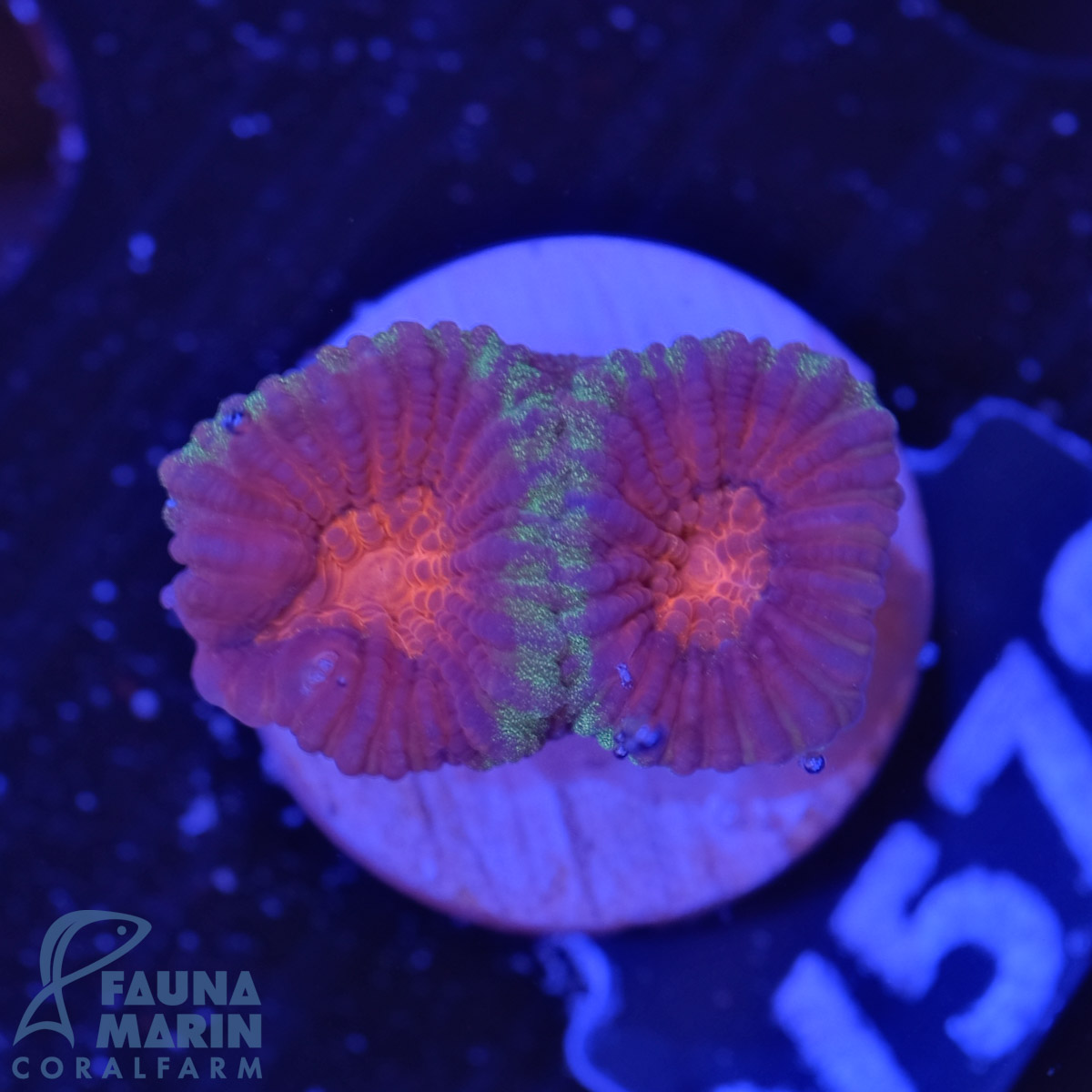 FMC Goniastrea Christmas V