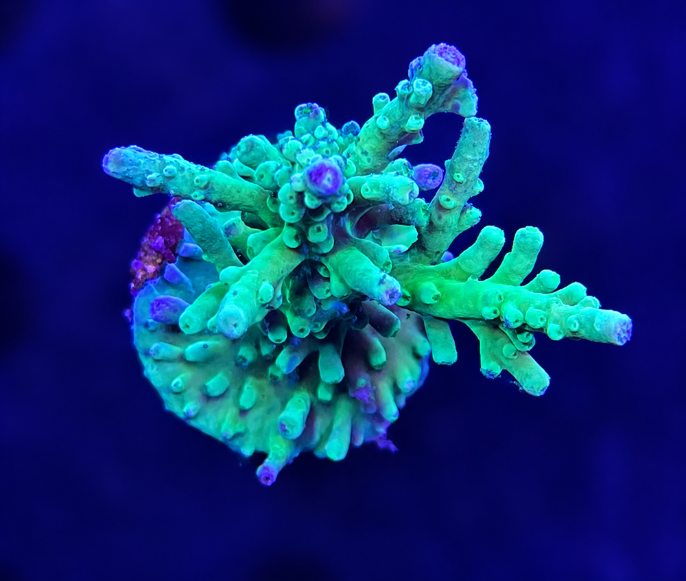 SciReef Acropora  Austera  Grade1  Twin