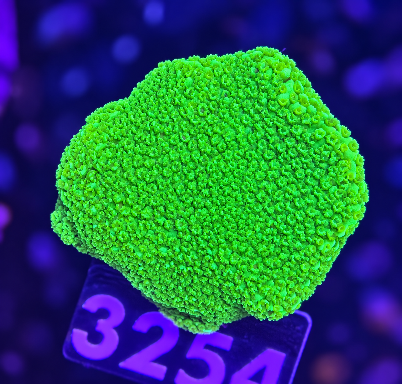 FMC Montipora Pokerstar