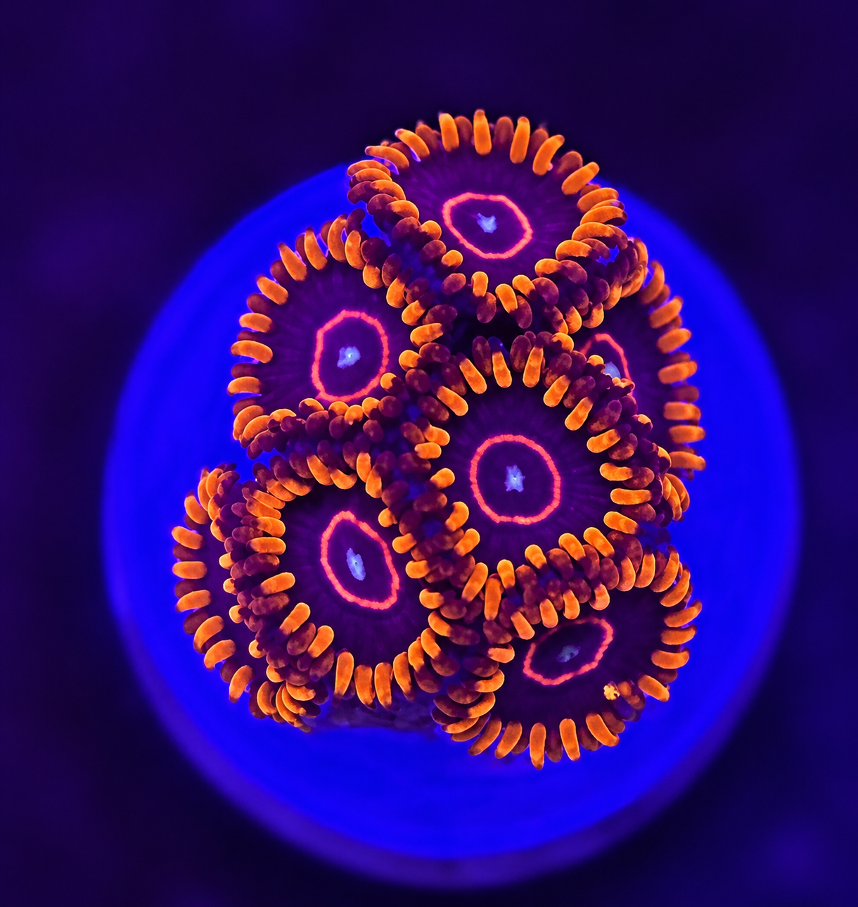 FMC Zoanthus Red Hornet