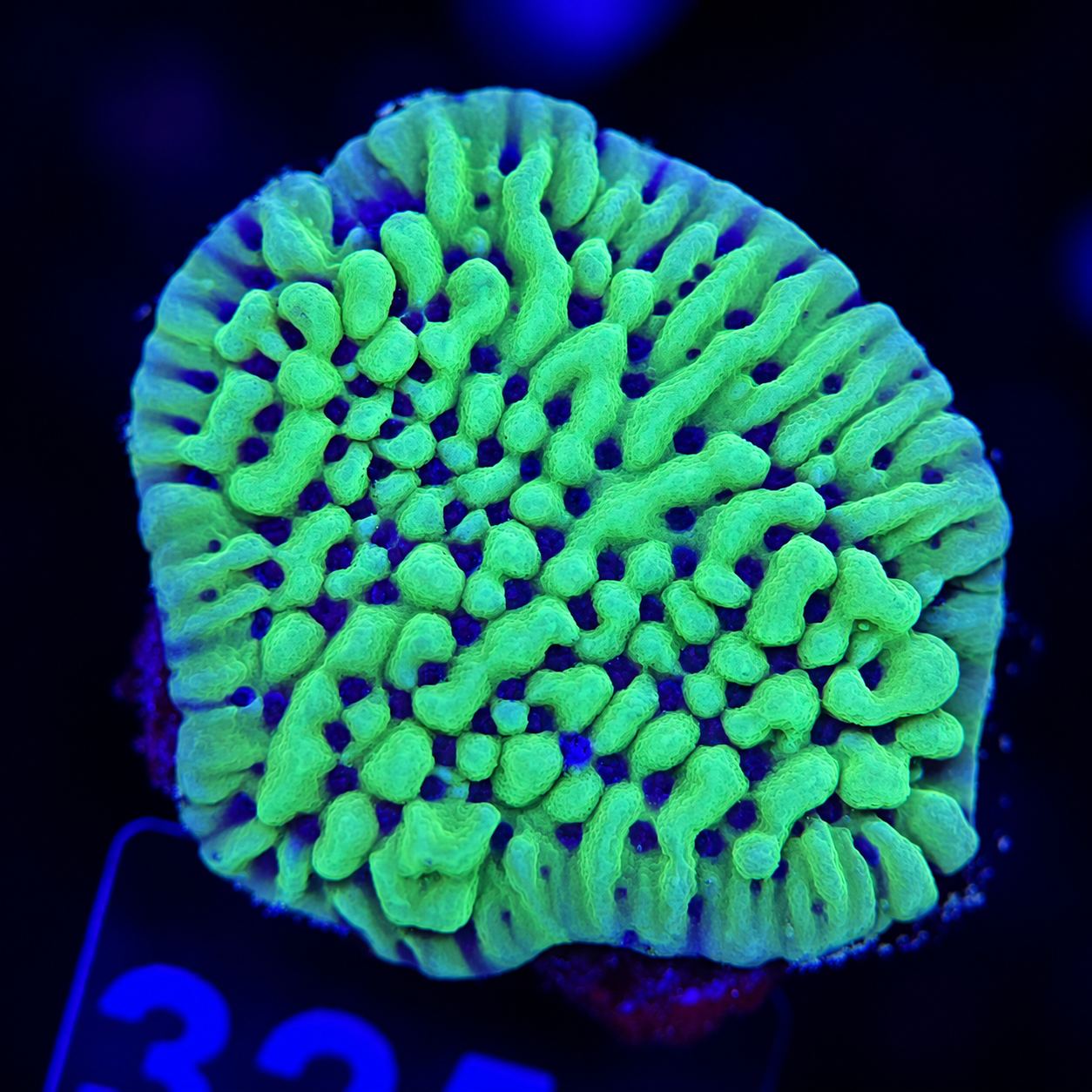 FMC Montipora Appleberry