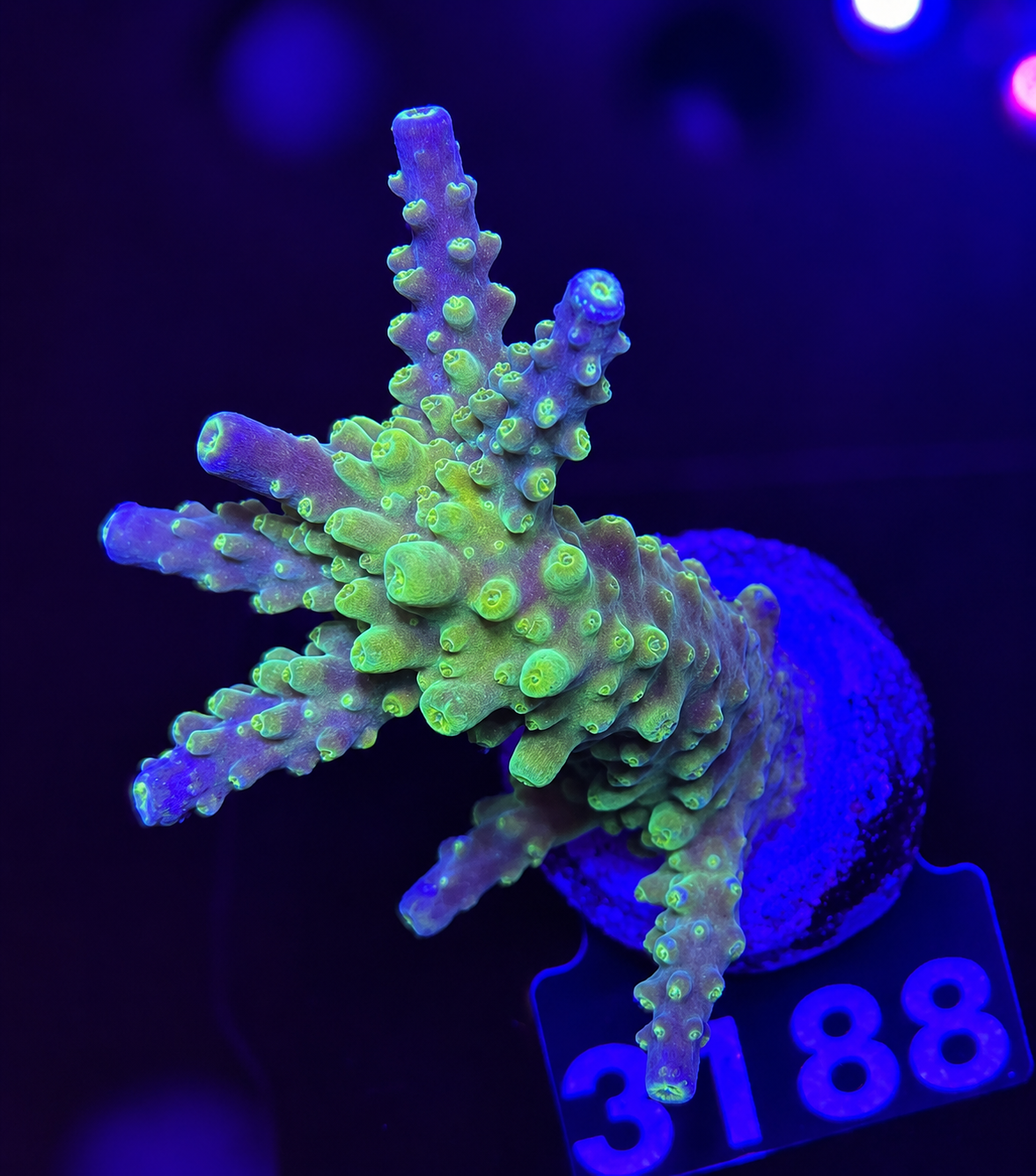 FMC Acropora secale Joker