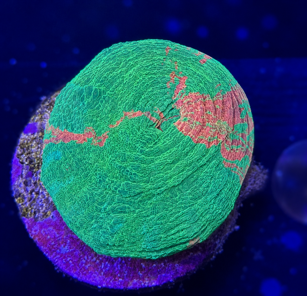 FMC Scolymia australis Bleeding Apple