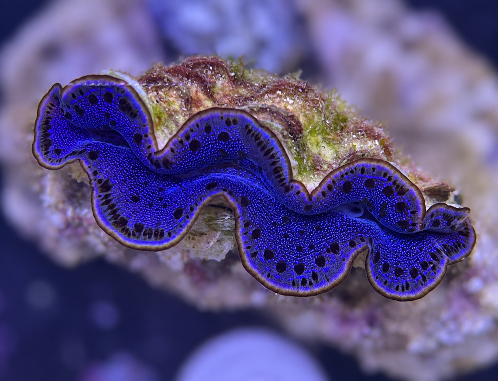 FMC Tridacna maxima