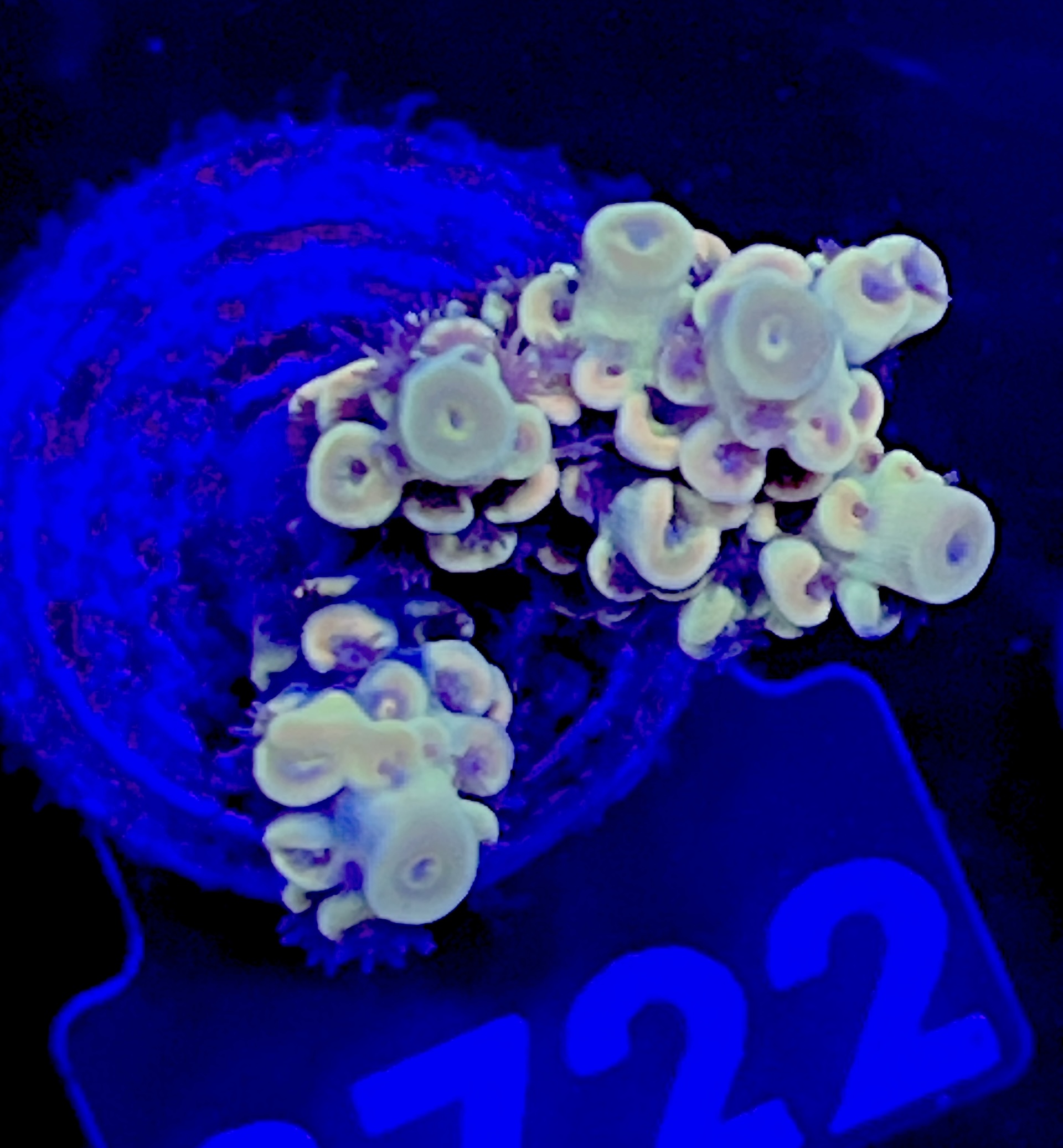 FMC Acropora tenuis yellow