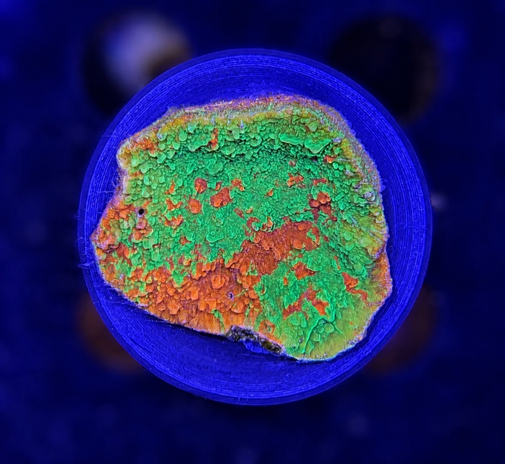 FMC Montipora grafted + Coral Mount