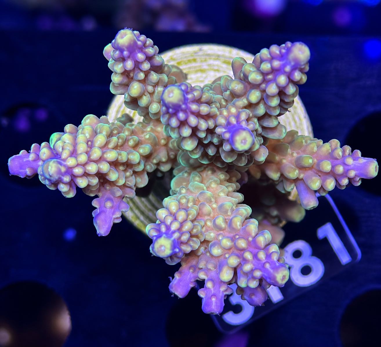 FMC Acropora cerealis