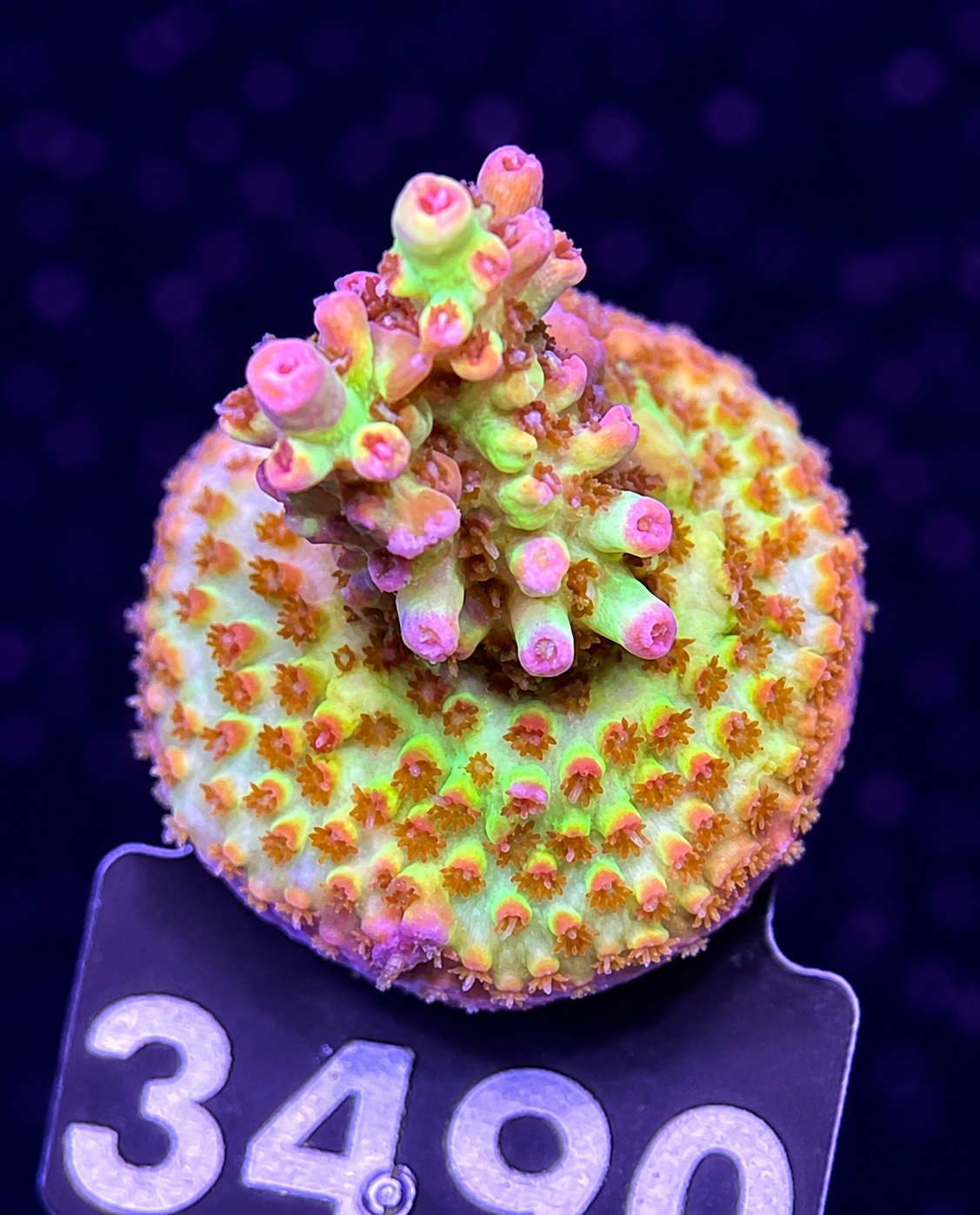 FMC Acropora microclados Strawberry Shortcake